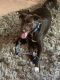 Labrador Retriever Puppies for sale in DeSoto, TX 75115, USA. price: NA