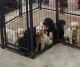 Labrador Retriever Puppies for sale in Creve Coeur, IL 61610, USA. price: NA