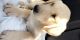 Labrador Retriever Puppies for sale in Tujunga, CA 91042, USA. price: NA