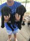 Labrador Retriever Puppies for sale in Harrodsburg, KY 40330, USA. price: $450