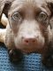 Labrador Retriever Puppies for sale in Leslie, MO 63056, USA. price: NA