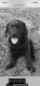 Labrador Retriever Puppies for sale in St Johns, MI 48879, USA. price: $500