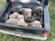 Labrador Retriever Puppies for sale in Nashville, IL 62263, USA. price: $1,200