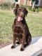 Labrador Retriever Puppies for sale in Keller, TX 76244, USA. price: NA