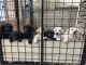 Labrador Retriever Puppies for sale in Auburn, CA, USA. price: $400