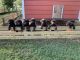 Labrador Retriever Puppies for sale in Crosby, TX 77532, USA. price: NA
