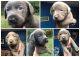 Labrador Retriever Puppies for sale in Kingwood, WV 26537, USA. price: NA