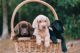 Labrador Retriever Puppies for sale in Moultrie, GA, USA. price: $1,000