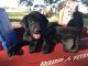 Labrador Retriever Puppies for sale in Austin, TX, USA. price: $450