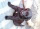 Labrador Retriever Puppies for sale in Corona, CA 92883, USA. price: NA