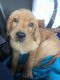 Labrador Retriever Puppies for sale in Arlington, TX 76002, USA. price: NA