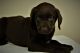Labrador Retriever Puppies for sale in Weatherford, TX, USA. price: NA