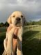Labrador Retriever Puppies for sale in St Cloud, FL, USA. price: $1,200