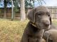 Labrador Retriever Puppies for sale in 3600 Quail Ridge Dr, Harker Heights, TX 76548, USA. price: NA