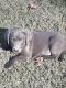 Labrador Retriever Puppies for sale in Grandview, TN 37337, USA. price: NA