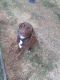 Labrador Retriever Puppies for sale in Greensboro, NC, USA. price: $400