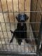 Labrador Retriever Puppies for sale in Sidney, OH 45365, USA. price: $400