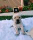 Labrador Retriever Puppies for sale in Fayette, OH 43521, USA. price: NA