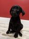 Labrador Retriever Puppies for sale in Queen Creek, AZ 85140, USA. price: $700
