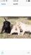 Labrador Retriever Puppies for sale in Ashfield, MA, USA. price: NA