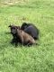 Labrador Retriever Puppies for sale in Fayetteville, NC, USA. price: $300
