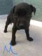 Labrador Retriever Puppies for sale in 318 E Brown Rd, Mesa, AZ 85201, USA. price: $500