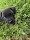 Labrador Retriever Puppies for sale in 905 NW 123rd St, North Miami, FL 33168, USA. price: NA