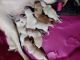 Labrador Retriever Puppies for sale in Elgin, SC, USA. price: $900