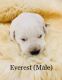 Labrador Retriever Puppies for sale in Montrose County, CO, USA. price: NA