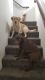 Labrador Retriever Puppies for sale in Orange, CA 92865, USA. price: NA