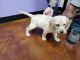 Labrador Retriever Puppies for sale in Fairview, TN 37062, USA. price: NA