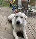 Labrador Retriever Puppies for sale in 45470 Thorn Tree Ln, Macomb, MI 48044, USA. price: NA