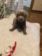 Labrador Retriever Puppies for sale in Sylvania, OH, USA. price: $900