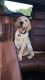 Labrador Retriever Puppies for sale in Ocean Twp, NJ, USA. price: NA
