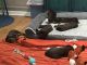 Labrador Retriever Puppies for sale in Nappanee, IN 46550, USA. price: NA
