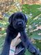 Labrador Retriever Puppies for sale in Claremont, NC, USA. price: NA