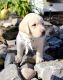 Labrador Retriever Puppies for sale in 2559 Jordanville Rd, Jordanville, NY 13361, USA. price: NA
