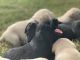 Labrador Retriever Puppies for sale in Shelbyville, TN, USA. price: NA