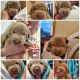 Labrador Retriever Puppies for sale in Pleasantville, IA 50225, USA. price: NA