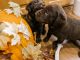 Labrador Retriever Puppies for sale in 824 Canyon Rd, Santaquin, UT 84655, USA. price: NA