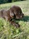 Labrador Retriever Puppies for sale in Olympia, WA, USA. price: NA