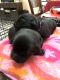Labrador Retriever Puppies for sale in Naples, FL, USA. price: NA