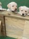 Labrador Retriever Puppies for sale in Acworth, GA, USA. price: NA