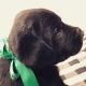 Labrador Retriever Puppies for sale in Hawarden, IA 51023, USA. price: $800