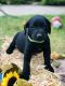 Labrador Retriever Puppies for sale in Milledgeville, GA, USA. price: $250