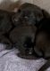Labrador Retriever Puppies for sale in Lakeville, MA 02347, USA. price: $1,000