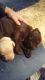 Labrador Retriever Puppies for sale in Priest River, ID 83856, USA. price: $600