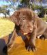 Labrador Retriever Puppies for sale in FM2471, Texas, USA. price: NA