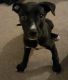 Labrador Retriever Puppies for sale in 6515 Stonechase, Houston, TX 77084, USA. price: NA