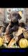 Labrador Retriever Puppies for sale in Ludowici, GA 31316, USA. price: NA
